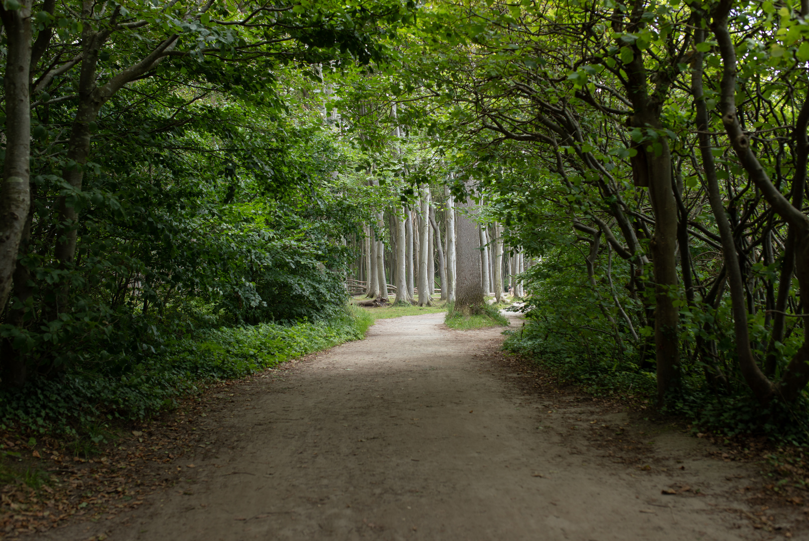 Der weg in den Gespensterwald