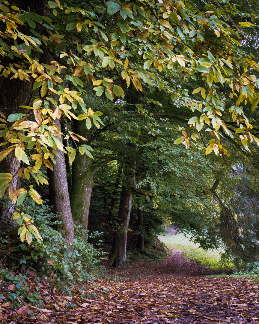 Der Weg in den Herbst