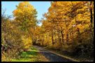 - Der Weg in den Herbst - von Wolfgang Zerbst - Naturfoto