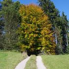 Der Weg in den Herbst