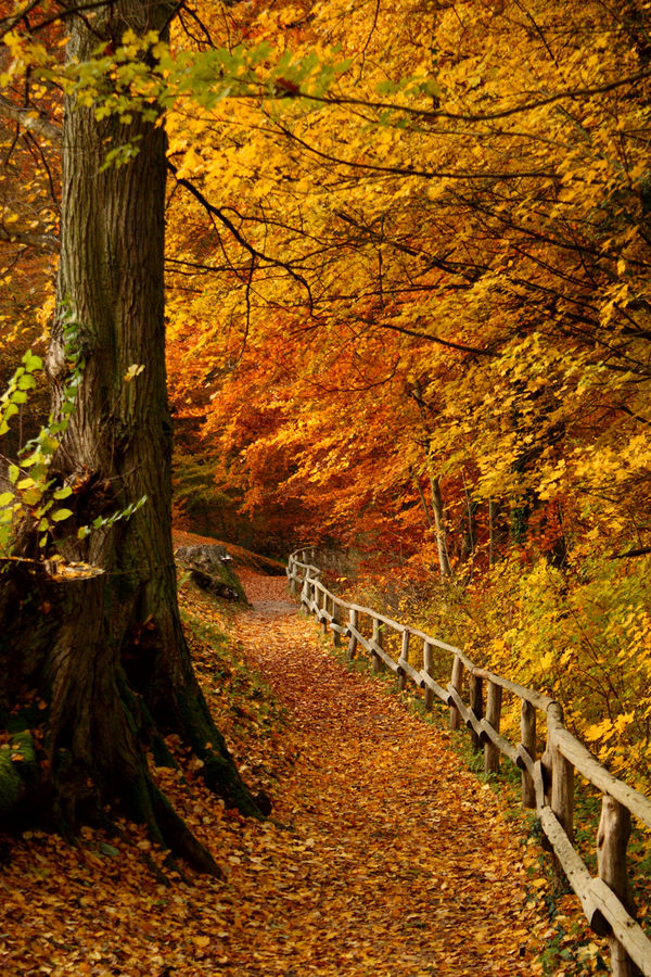 der Weg in den Herbst