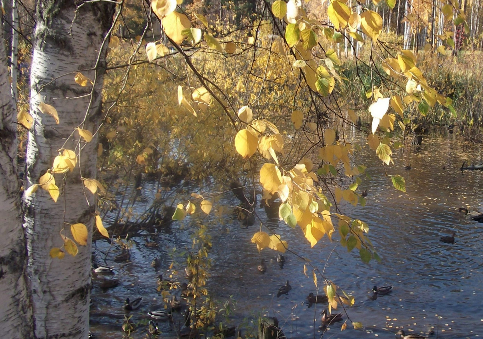 "Der Weg in den Herbst...."