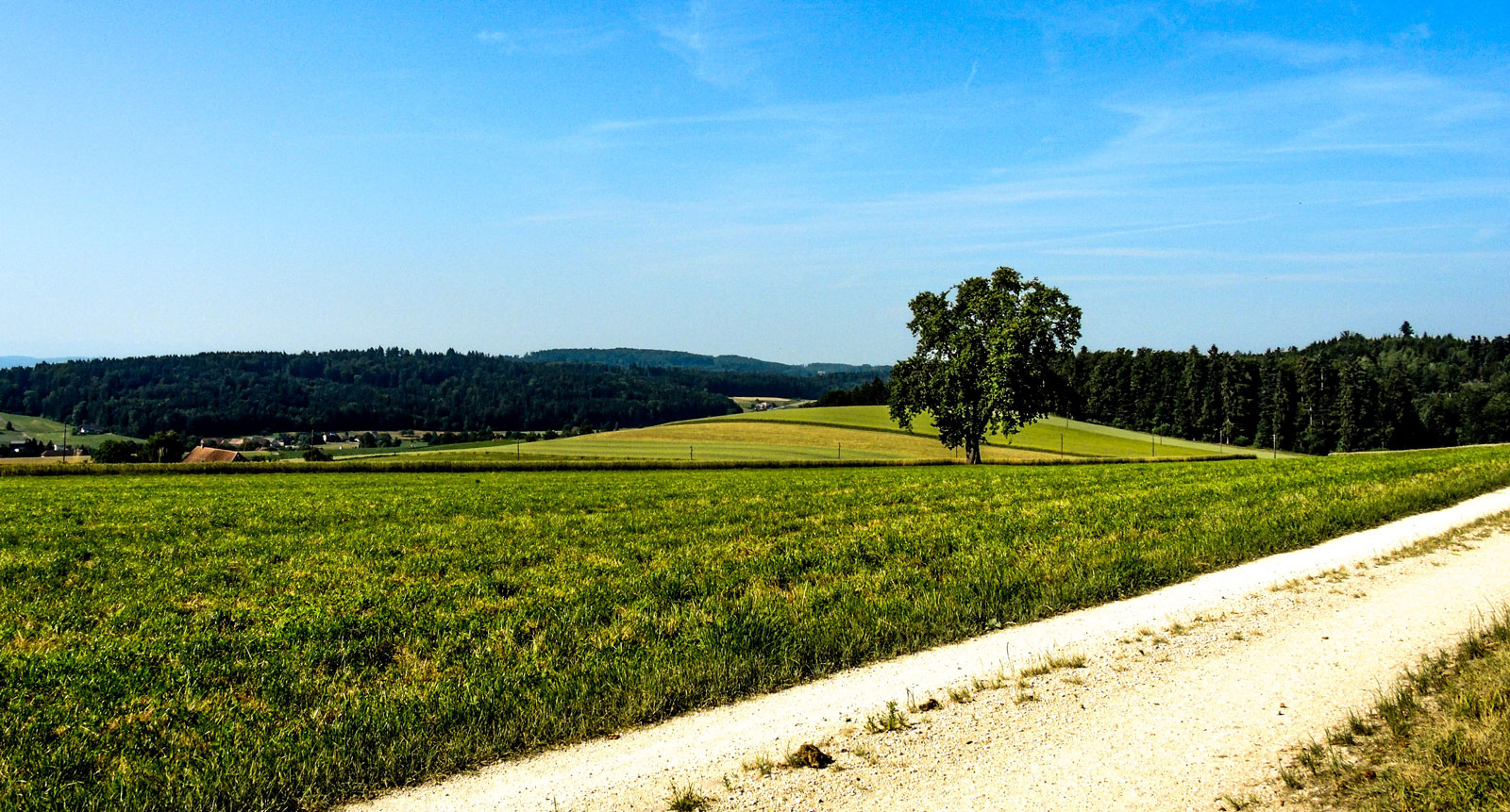 der Weg in den kühlen Wald