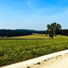 der Weg in den kühlen Wald