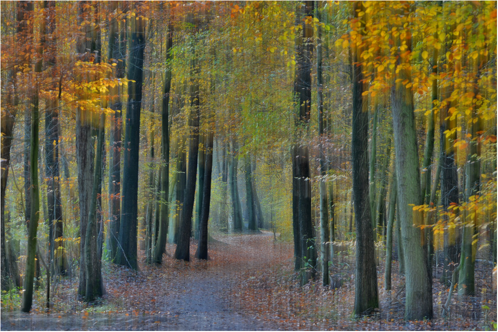 Der Weg in den "Märchenwald"