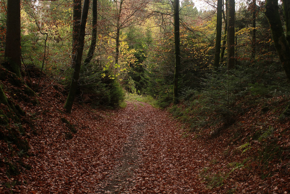 Der Weg in den Märchenwald