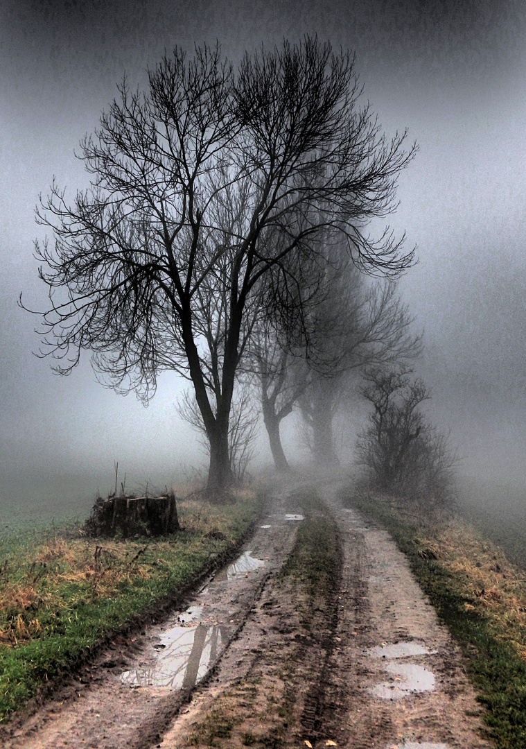 Der Weg in den Nebel