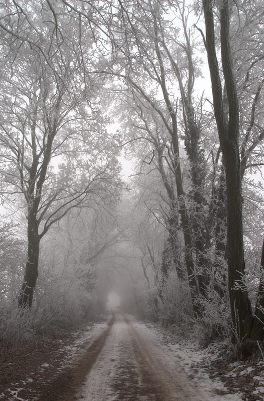 Der Weg in den Nebel oder Licht am Ende des Baumtunnels