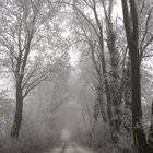 Der Weg in den Nebel oder Licht am Ende des Baumtunnels