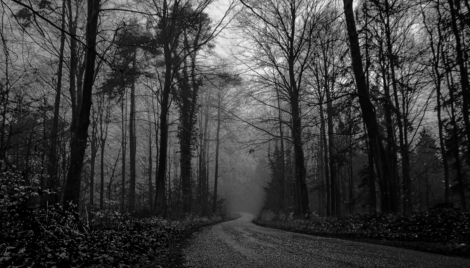 Der Weg in den Nebelwald