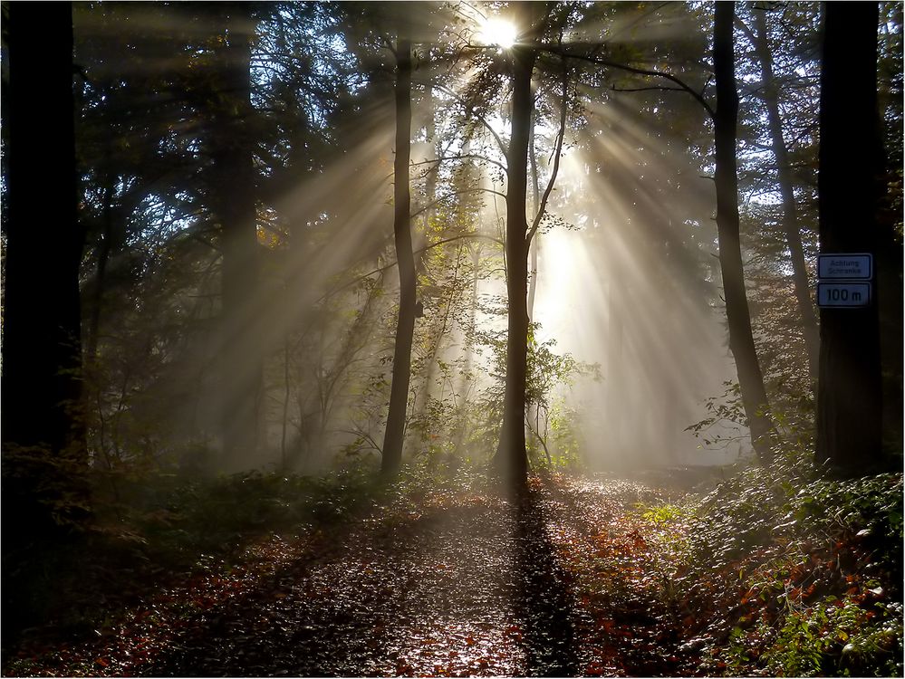 Der Weg in den Nebelwald.....