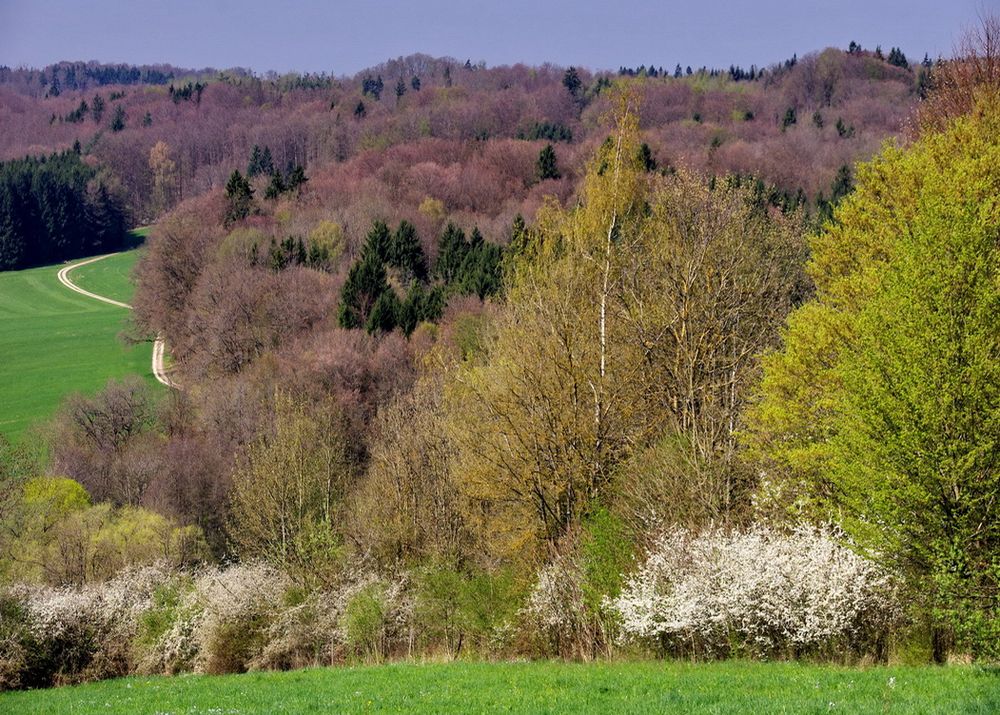 Der Weg in den Schönbuch (s. Thumb)