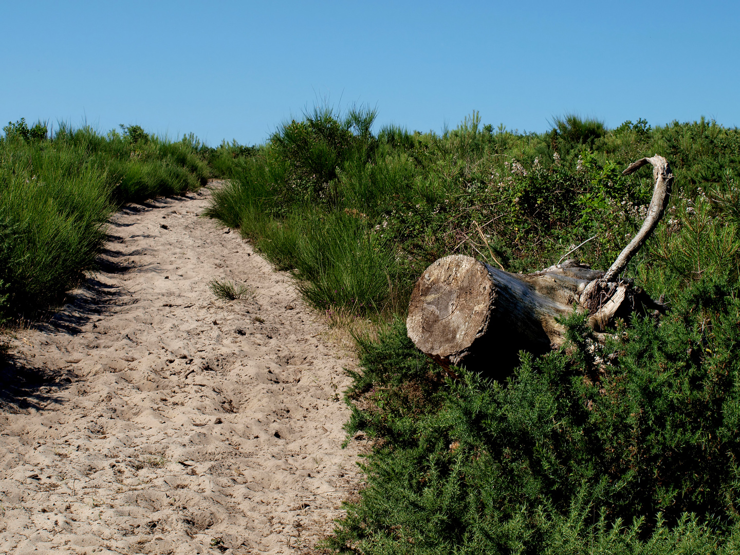 Der Weg in den Sommer