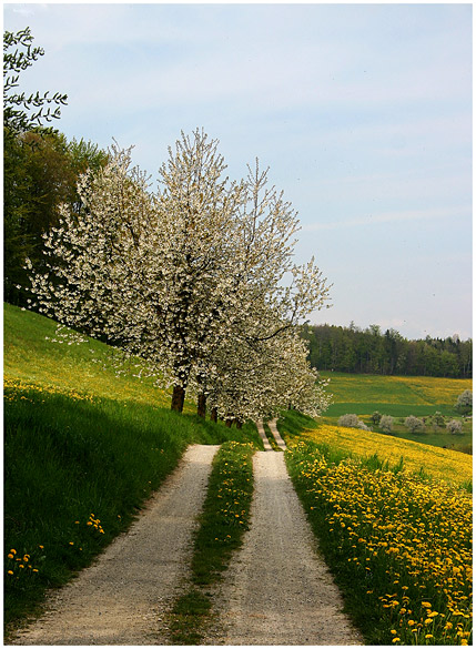 Der Weg in den Sommer ......