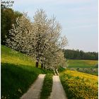 Der Weg in den Sommer ......