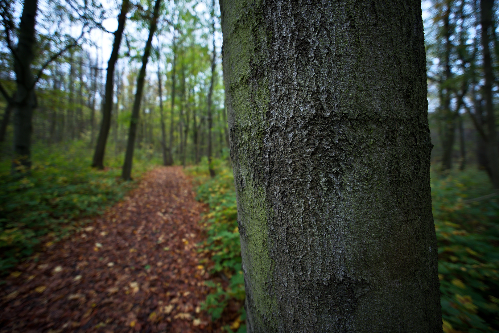 Der Weg in den Wald