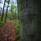 Der Weg in den Wald