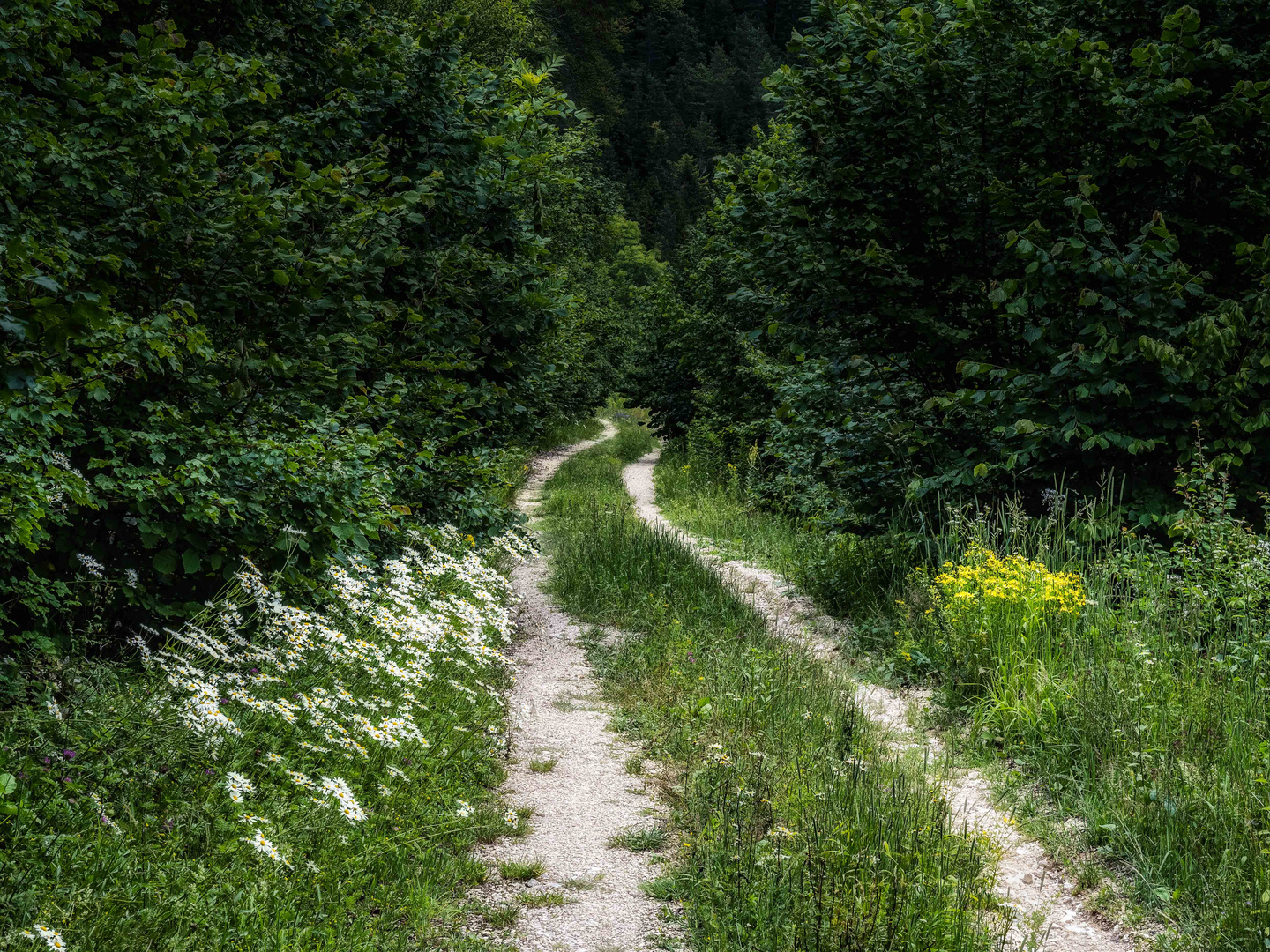 Der Weg in den Wald