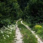 Der Weg in den Wald