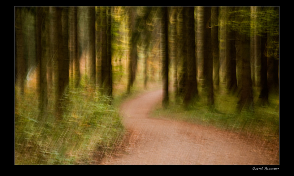 Der Weg in den Wald ....