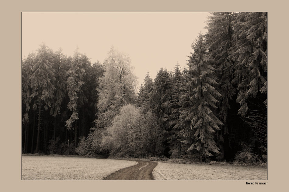 Der Weg in den Wald