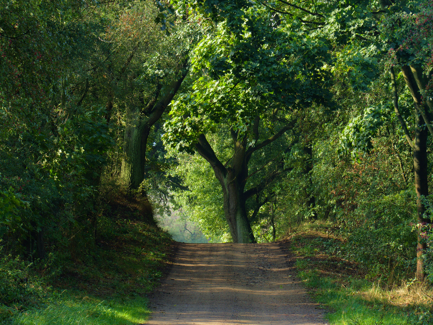 Der Weg in den Wald