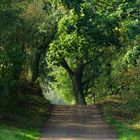 Der Weg in den Wald