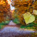 Der Weg in den Winter