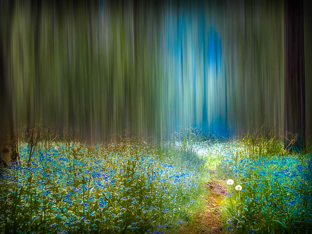 Der Weg in den Zauberwald