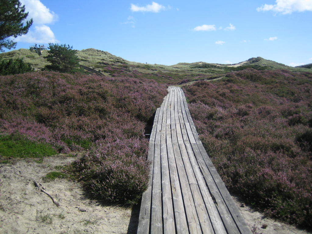 Der Weg in die Dünen...