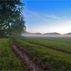 Der Weg in die Frühnebelbank