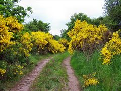 Der Weg in die Ginster