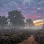 Der Weg in die Heide