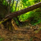 Der Weg in die Klamm