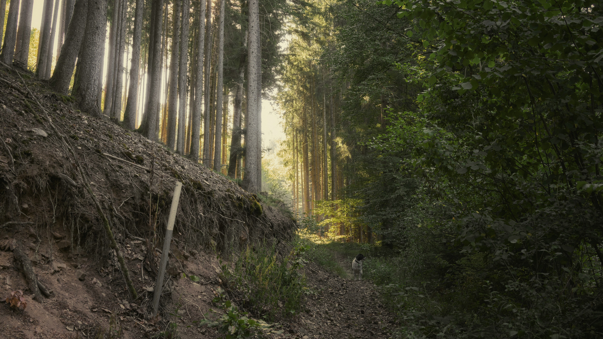 der Weg in die Sonne