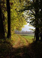 Der Weg ins Feld