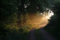 der Weg ins frühe Licht