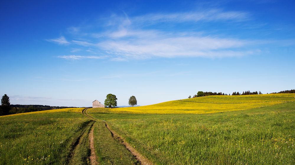 || Der Weg - Ins Gelbe ||