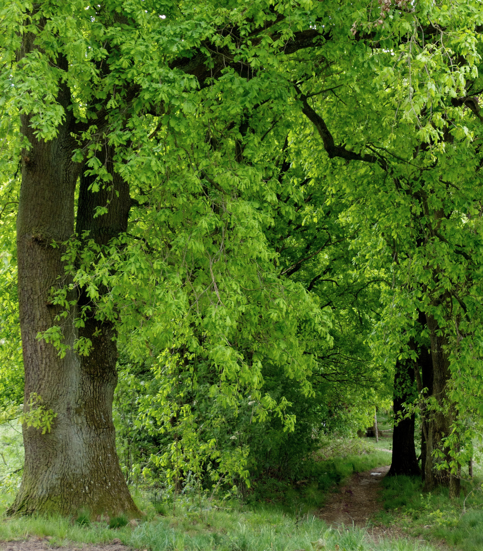 der weg ins Grüne