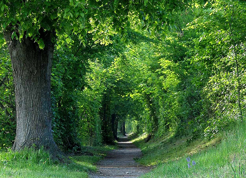 Der Weg ins Grüne