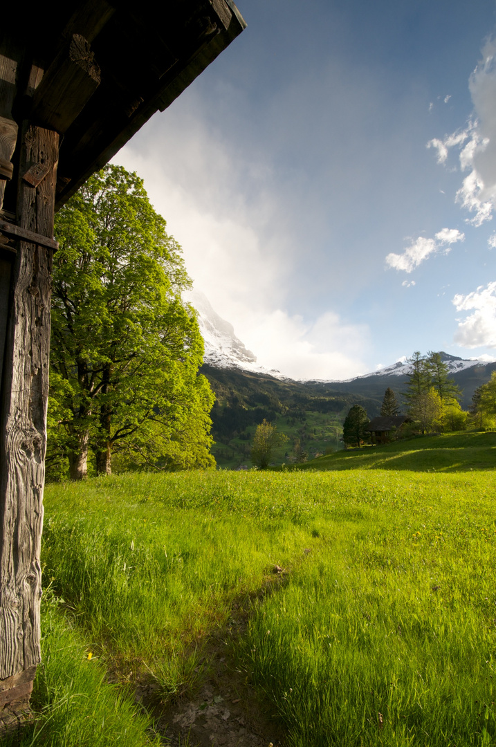 der weg ins grüne