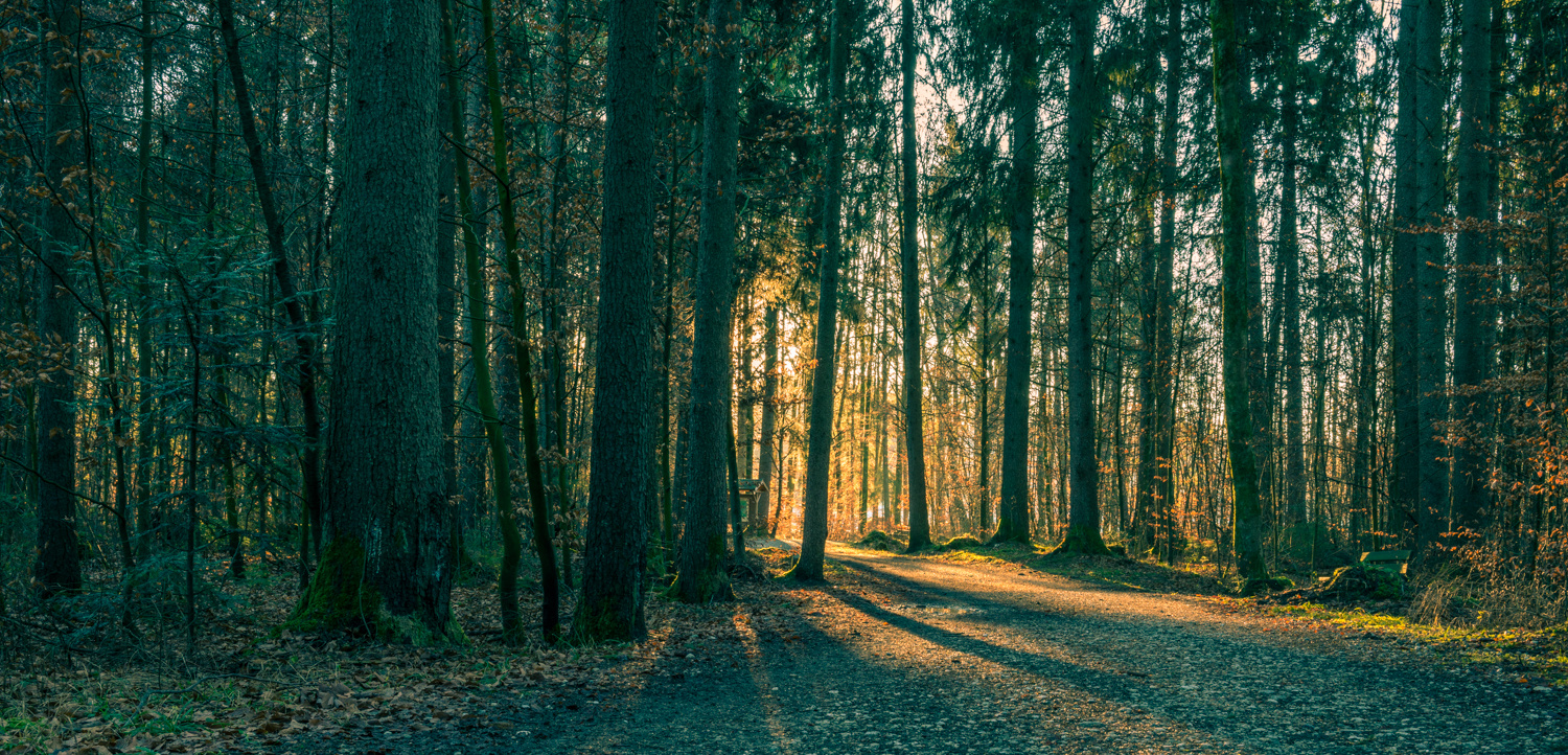 Der Weg ins Licht