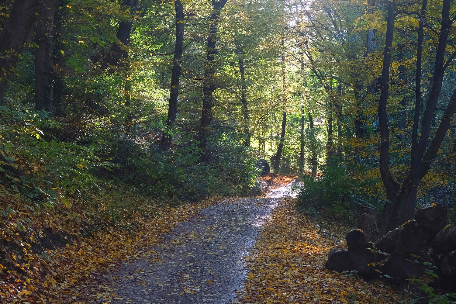 Der Weg ins Licht