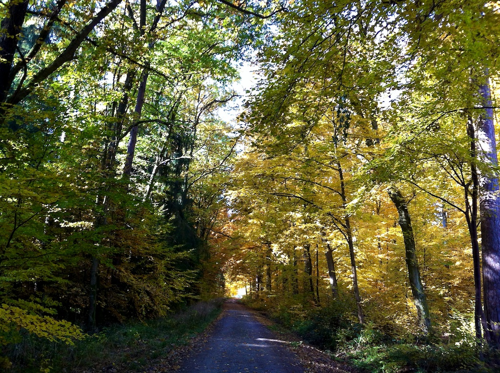 Der Weg ins Licht im Walde ...