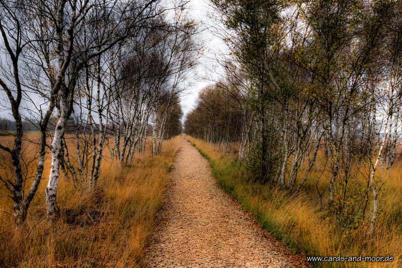 ~ Der Weg in's Moor ~