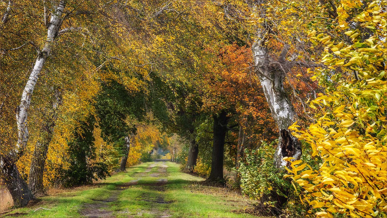 Der Weg ins Moor