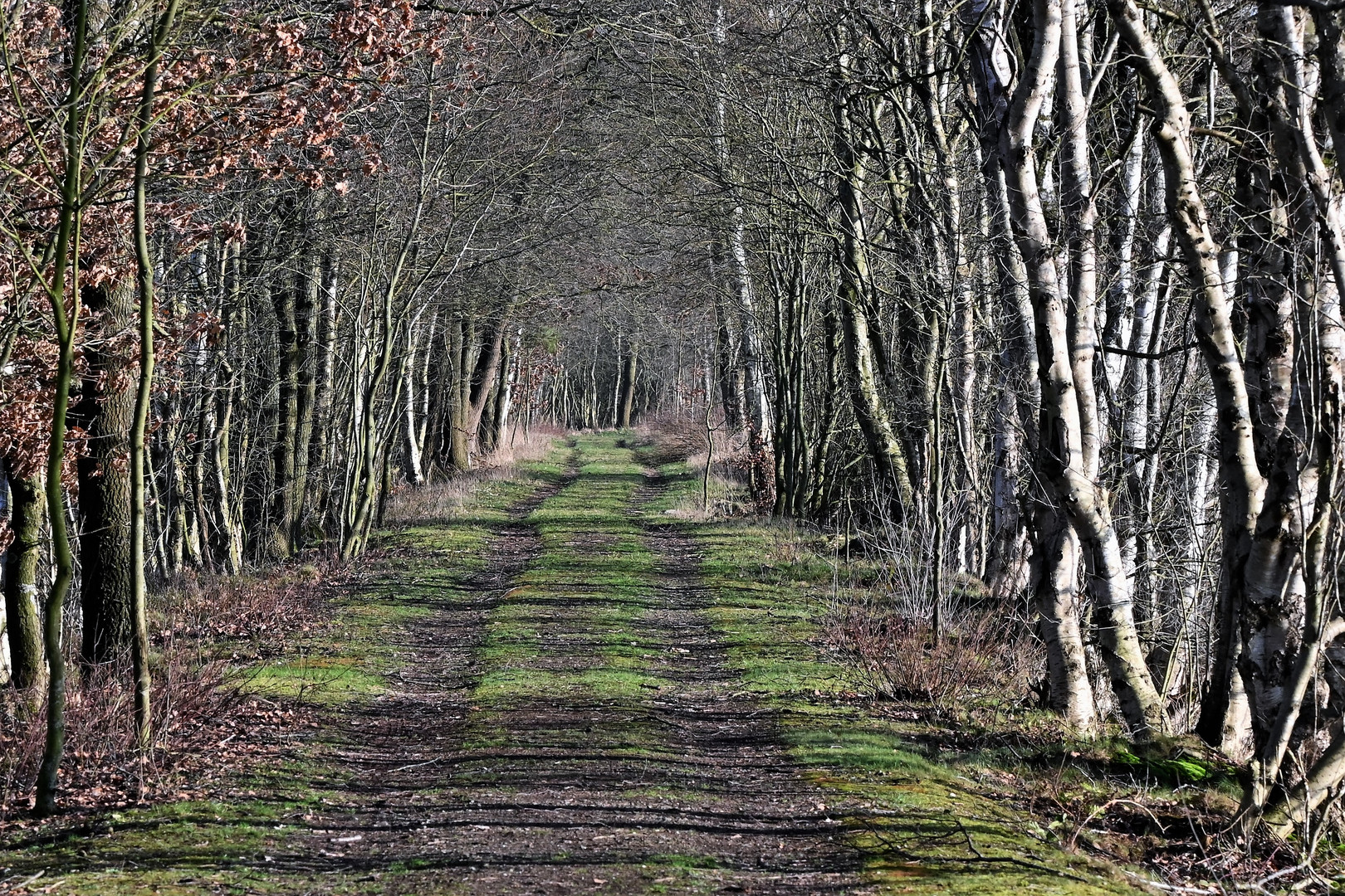 Der Weg ins Moor