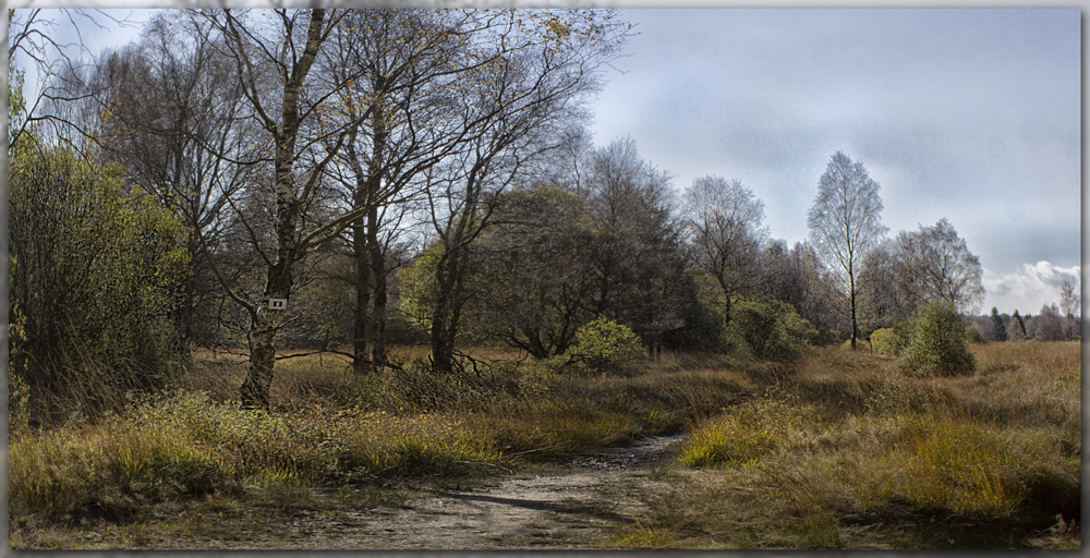 Der Weg ins Moor...