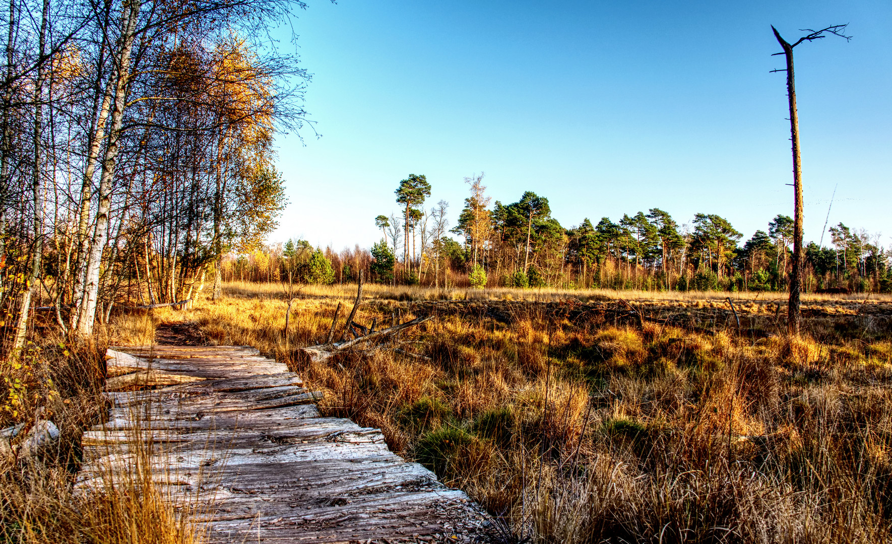 Der Weg ins Moor