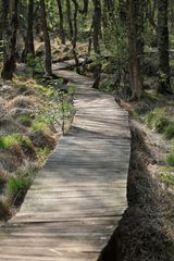 Der Weg ins Moor